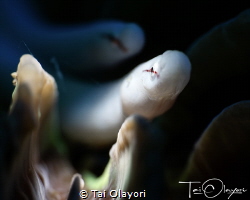 A pair of mushroom coral pipefish by Tai Olayori 